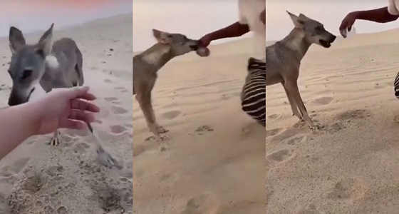 بالفيديو .. تصرف شجاع من شاب صادف ذئبا عطشا في الصحراء