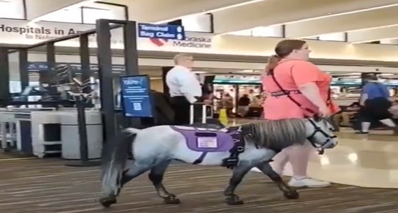 سيدة تصطحب حصانها إلى المطار ليخلصها من الضغط النفسي!