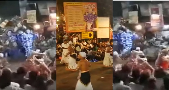 شاهد.. أفيال غاضبة تُحول مهرجان إلى بحر دماء