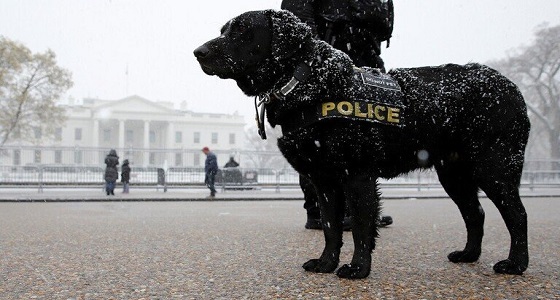 تكريم &#8221; كلب &#8221; أنقذ باراك أوباما بوسام يعادل &#8221; الإمبراطورية البريطانية &#8220;