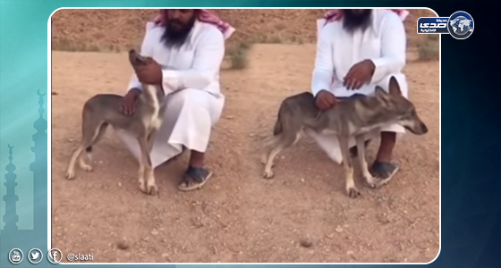بالفيديو.. مواطن ينقذ ذئب بري بعد تعرضه لإصابة خطيرة