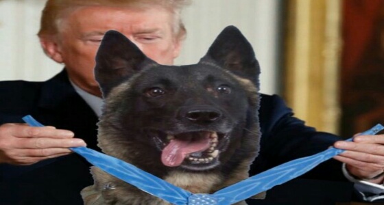 ترامب يكرم الكلب «كونان» المصاب في عملية قتل أبو بكر البغدادي