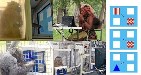 دراسة صادمة.. القرود تتفوق على البشر في اختبار للذكاء لأول مرة !