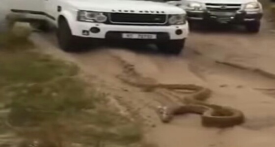 بالفيديو.. ثعبان يطارد السياح بإحدى المحميات الطبيعية