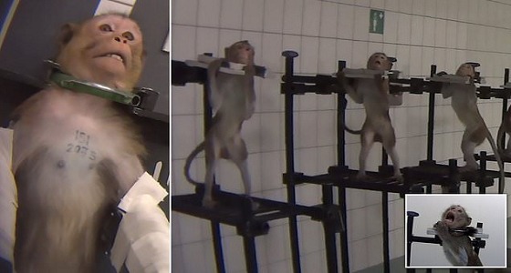 شاهد.. تعذيب دامي للقردة والكلاب والقطط داخل معمل اختبارات