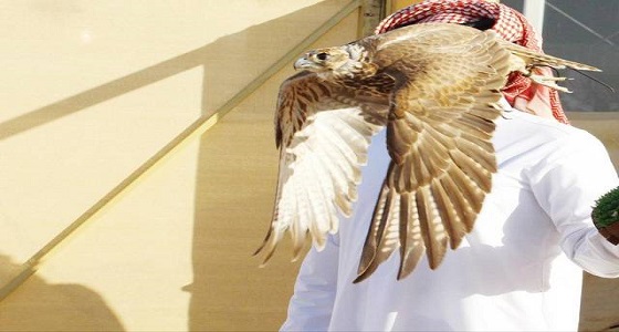 حساب آل سعود يرد على فيديو لشخص قُدم على أنه «أمير» بمعرض الصقور