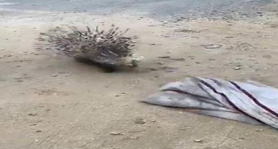 بالفيديو.. شبان يعتدون على «نيص» ضربا بالعصا لذبحه وأكله