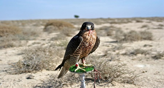 صقر شاهين يباع بـ 40 ألف ريال في مزاد بحفر الباطن 