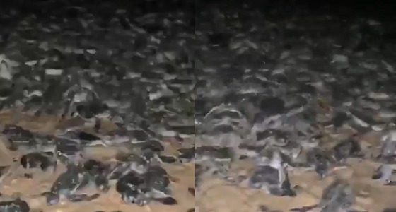 لحظة خروج مئات السلاحف من البحر بعد شعورها بـ إعصار كيار (فيديو)