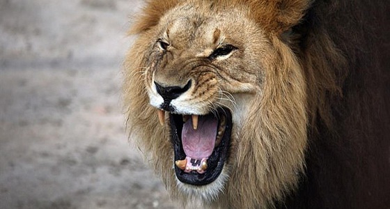 طلب الحصول على أجره فقدّمه وجبة إلى الأسد