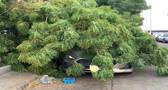 سقوط شجرة كبيرة على سيارة مواطن بحي السامر