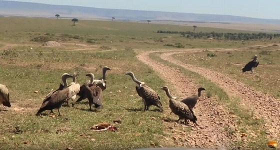 بالفيديو..النسور تخطف ظبي من أمه وتمزقه إربا