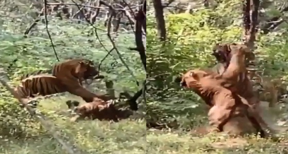 بالفيديو.. عراك عنيف بين نمرين في إحدى الغابات بسبب أنثى
