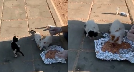 بالفيديو.. وافد يقدم الطعام والعلاج للقطط المريضة في حديقة عامة 