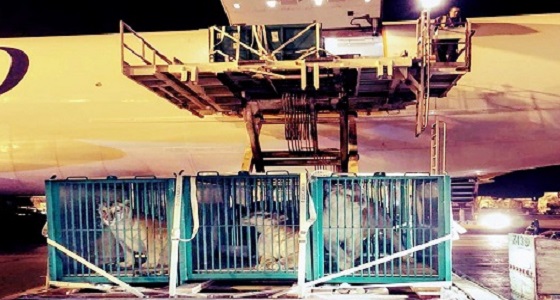 بالصور.. وصول 10 نمور من ميلانو للمشاركة في سفاري موسم الرياض