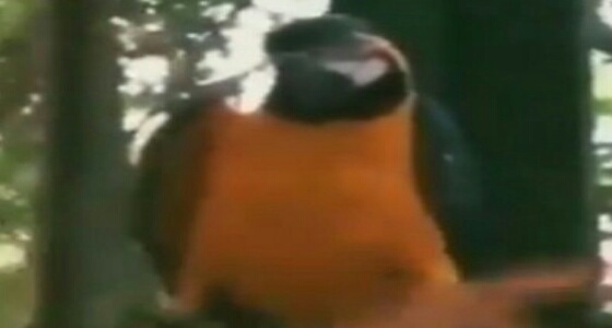 بالفيديو.. «ببغاء» يثير إعجاب الجماهير بعد وصلة رقص بإحدى الشواطئ