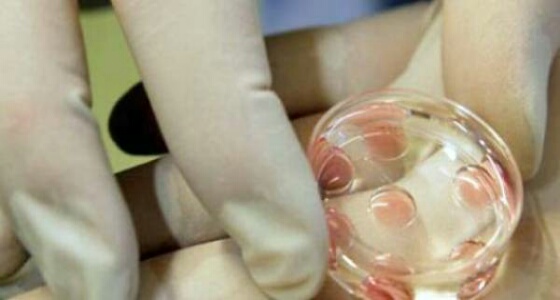 إنتاج «جنين اصطناعي» دون حيوانات منوية أو بويضات