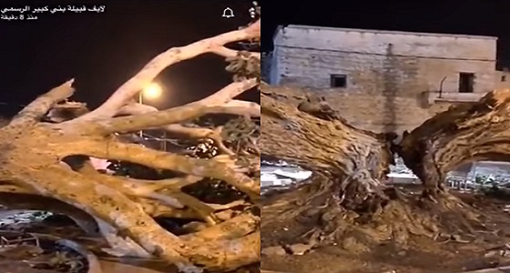 عمرها 500 عام..سقوط شجرة معمرة يُحزن أهالي قرية بالباحة