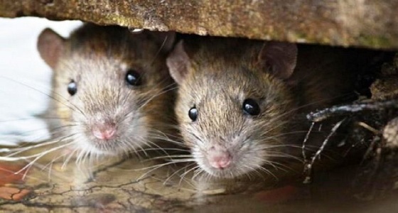 إيراني يُعاقب مسؤول بإطلاق فئران في مكتبه