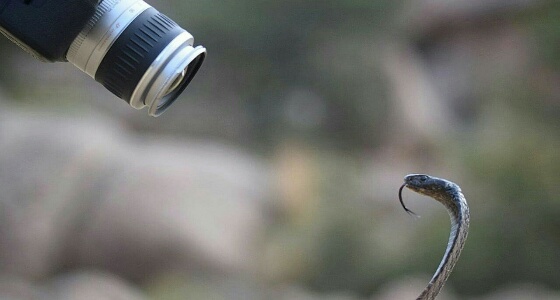 بالصور.. مصور يعايش مغامرة خطرة أثناء التقاطه بورتريه لـ «كوبرا»