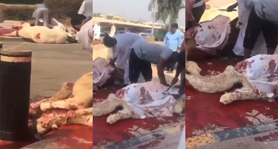 احتفالًا بأمير الكويت.. ذبح عدد كبير من الأبل أمام القصر (فيديو)