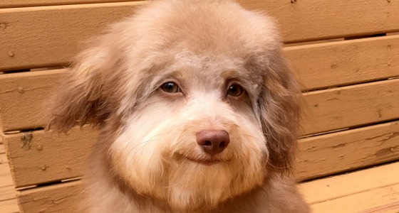 شاهد.. كلب يصبح نجمًا بسبب ملامحه البشرية !