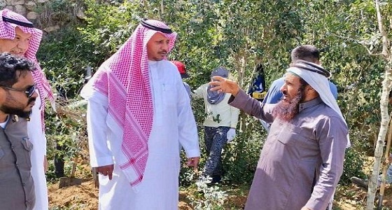 إزالة مزارع القات من جبال العبادل.. وعقوبة الزرع «غرامة ومصادرة وجلد»