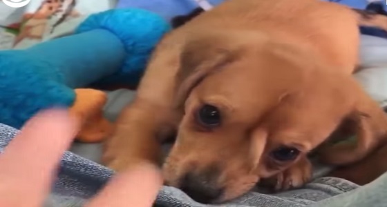 بالفيديو.. كلب يثير ضجة بنمو ذيله على وجهه