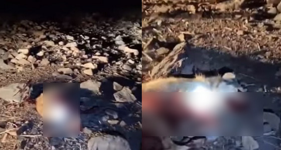 بالفيديو.. لحظة مقتل ذئب أثناء مهاجمته أحد المتنزهين في المدينة 
