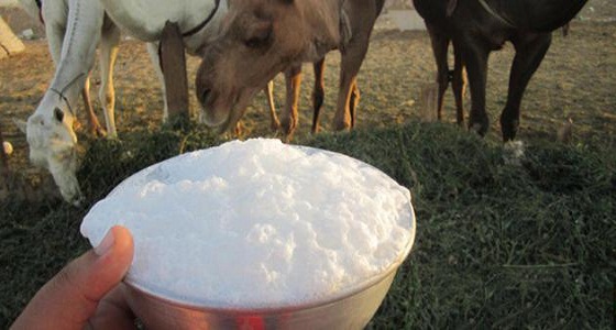 البيئة: لا تشرب حليب الإبل غير المبستر