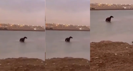فيديو جديد يكشف حقيقة غرق حصان في مستنقع الحفر