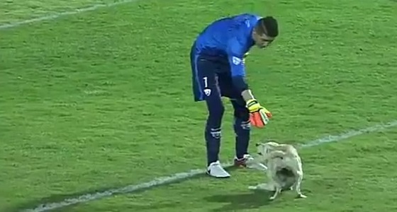  بالفيديو.. كلب يطارد اللاعبين أثناء مباراة لكرة القدم بعد اقتحام الملعب