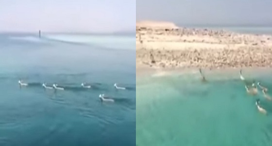 بالفيديو.. هجرة قطيع غزلان من إفريقيا إلى تبوك