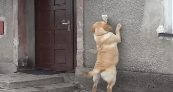 تصُّرف ذكي من كلب بعدما نسيه أصحابه بالخارج.. استخدم الجرس والكاميرا (فيديو)