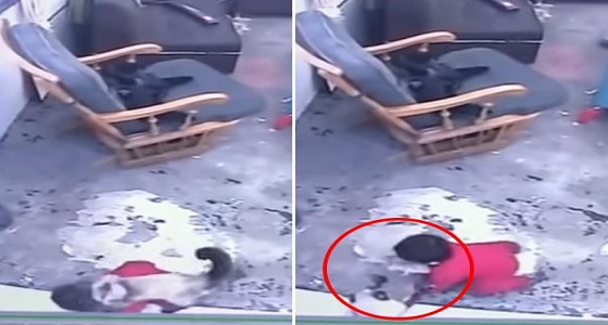 بالفيديو.. قطة تنقذ طفل رضيع من السقوط على الدرج
