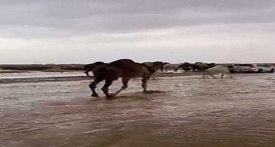 بالفيديو.. الإبل تشعل مواقع التواصل بعد عبورها الصحراء وسط السيول 