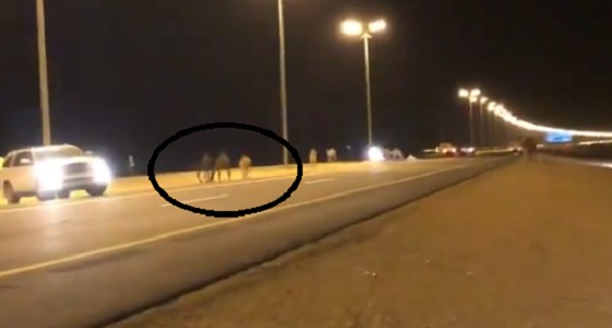 إبل سائبة في منتصف طريق الملك فهد بنجران (فيديو)