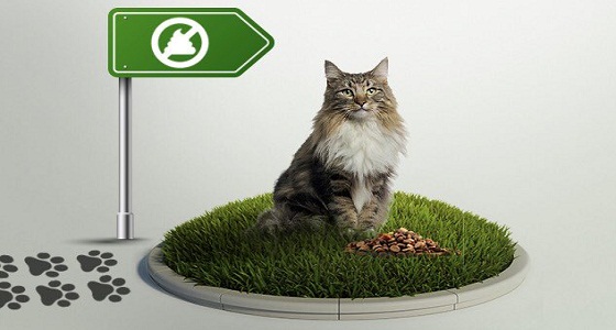 البلديات توضح عقوبة عدم إزالة مخلفات الحيوانات الأليفة