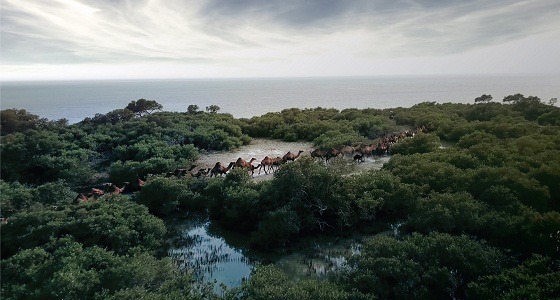 بالفيديو.. قافلة إبل تسبح في بحر