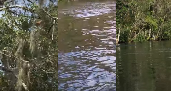 فيديو طريف.. مسابقة غطس بين مجموعة قردة في إحدى البحيرات