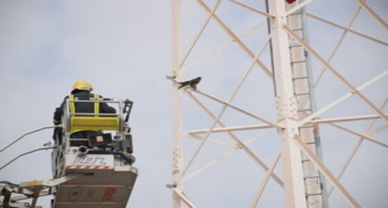 الدفاع المدني ينقذ «صقر» علق بأحد أبراج الاتصالات في الرياض