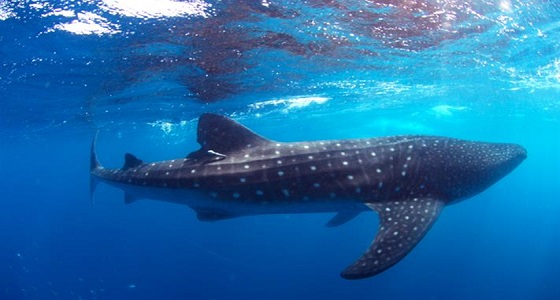 علماء بجامعة الملك عبدالله يرصدون محميات لقرش الحوت بالبحر الأحمر
