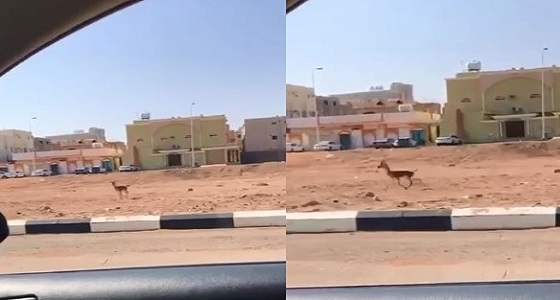 بالفيديو.. تذكية غزال بعدما دهسته سيارة في تبوك 