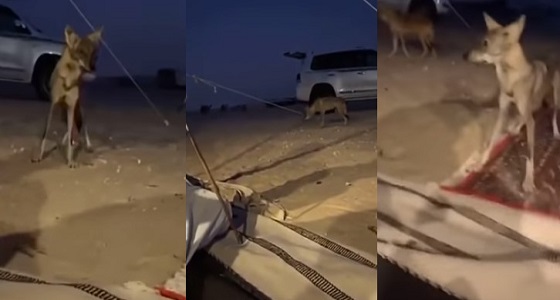 بالفيديو.. ذئاب مفترسة تحاصر مواطنين في الصحراء لالتهام تيس بحوزتهم