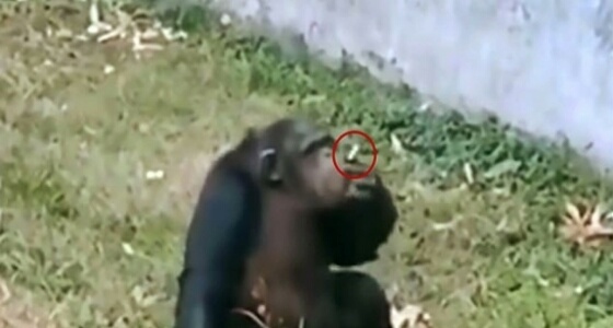 بالفيديو.. أنثى «شمبانزي» تدخن السجائر بحديقة الحيوانات