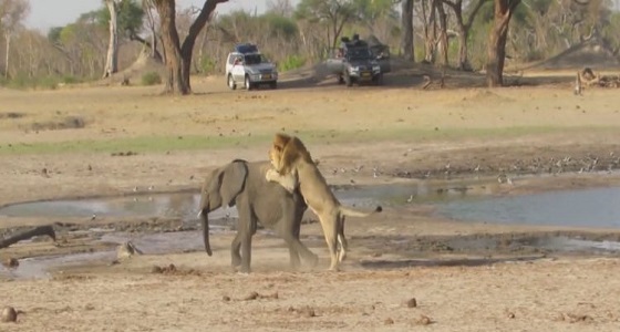 بالفيديو.. أسود تصطاد فيلا صغيرا في كمين محكم