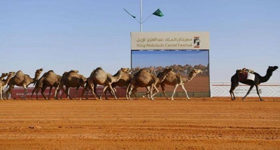 «بن حثلين» يكشف عن تغيير مسميات فئات الإبل في مهرجان الملك عبد العزيز