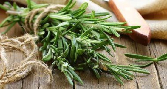 فوائد صحية للروزماري.. أبرزها تقوية الذاكرة 