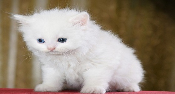 مواطن يضطر لدفع 3 آلاف ريال تعويض عن موت قطة