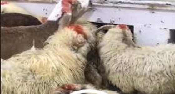 أمانة تبوك توضح حقيقة ذبح أغنام مسنة ومصابة بالجرب